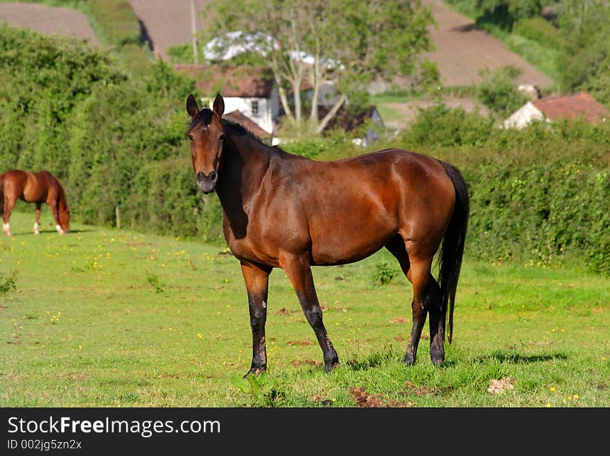 Domestic horse looking at the camera. Domestic horse looking at the camera