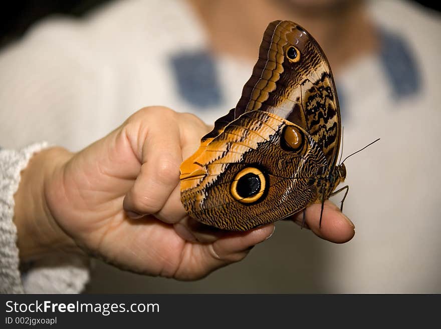 butterfly on hand.