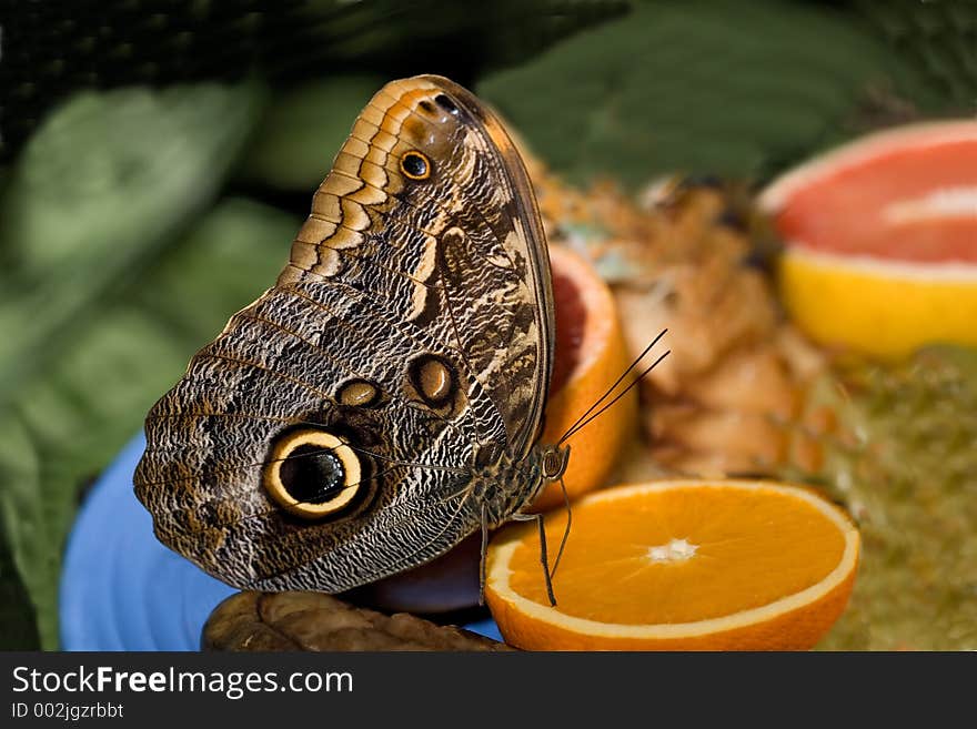 butterfly, eating orange