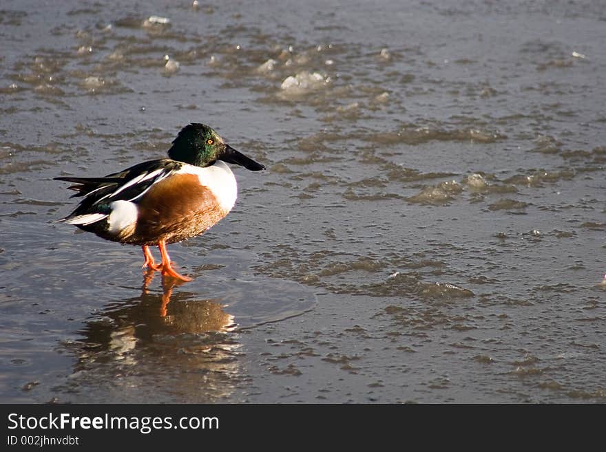 Duck on ice 2