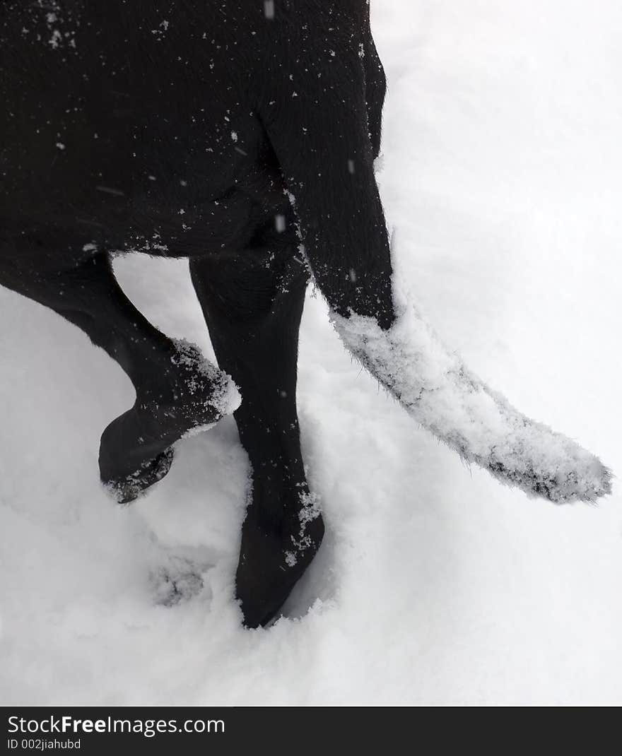 Tail and back feet of black dog covered in new fallen snow. Tail and back feet of black dog covered in new fallen snow