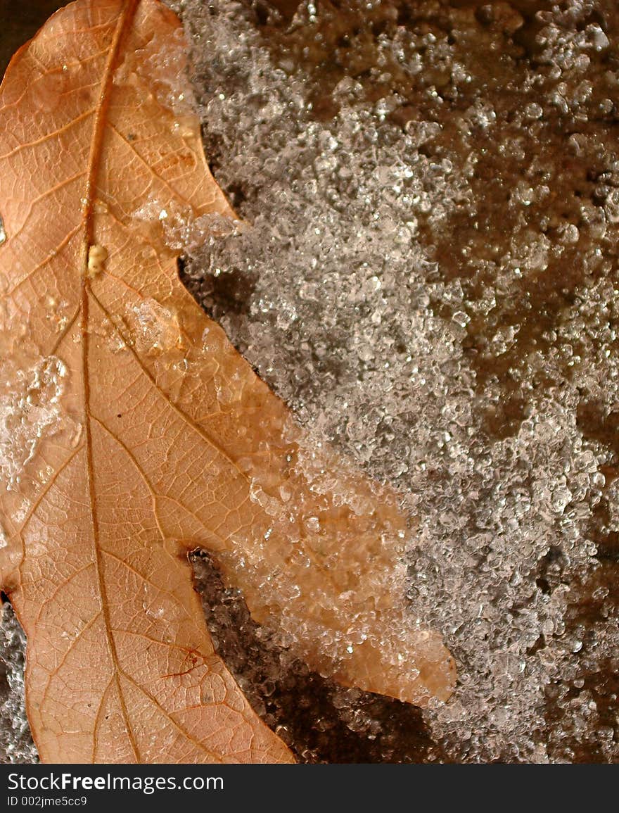 Leaf in snow. Leaf in snow