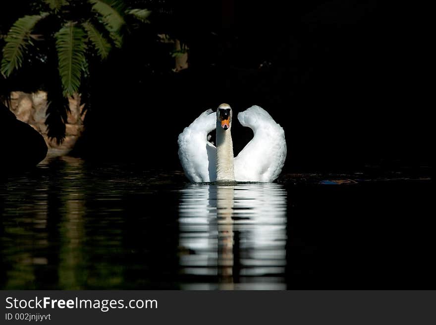 Swimming swan