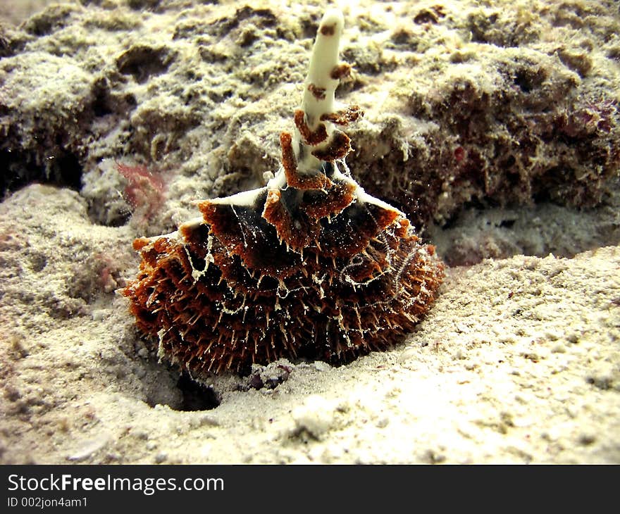 Unique Sea Pen