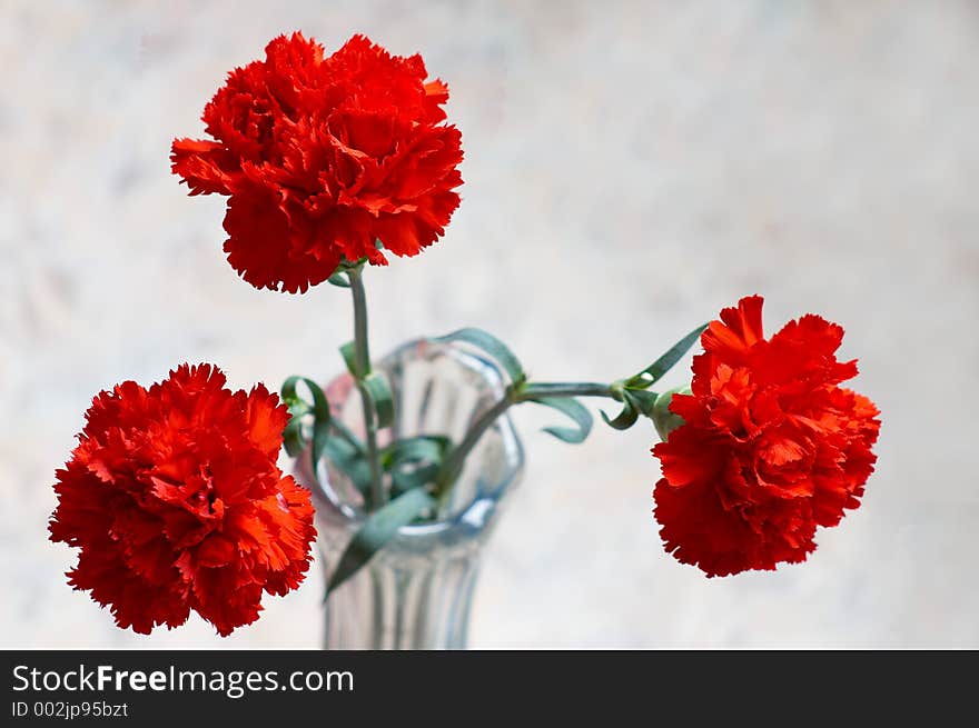 Three red carnations. Three red carnations