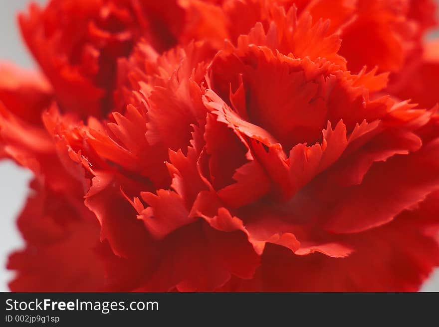 Red carnation. Red carnation