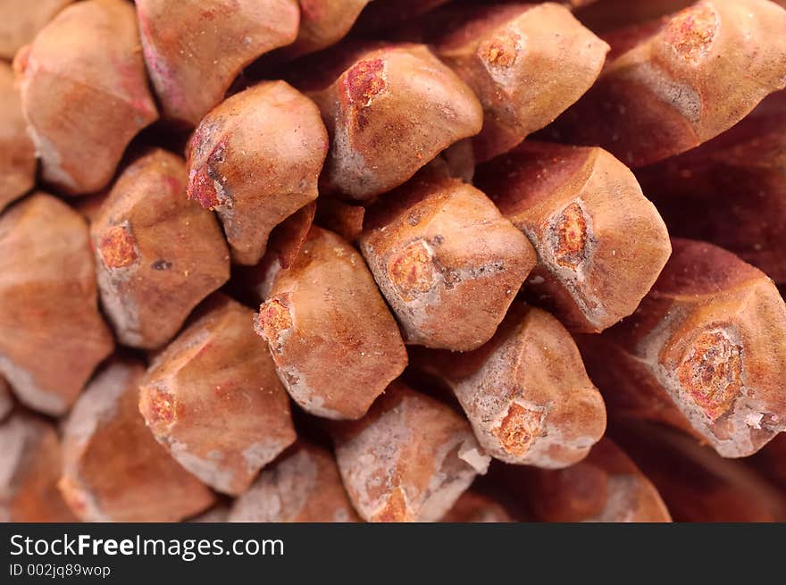 Closeup of a Pine Cone