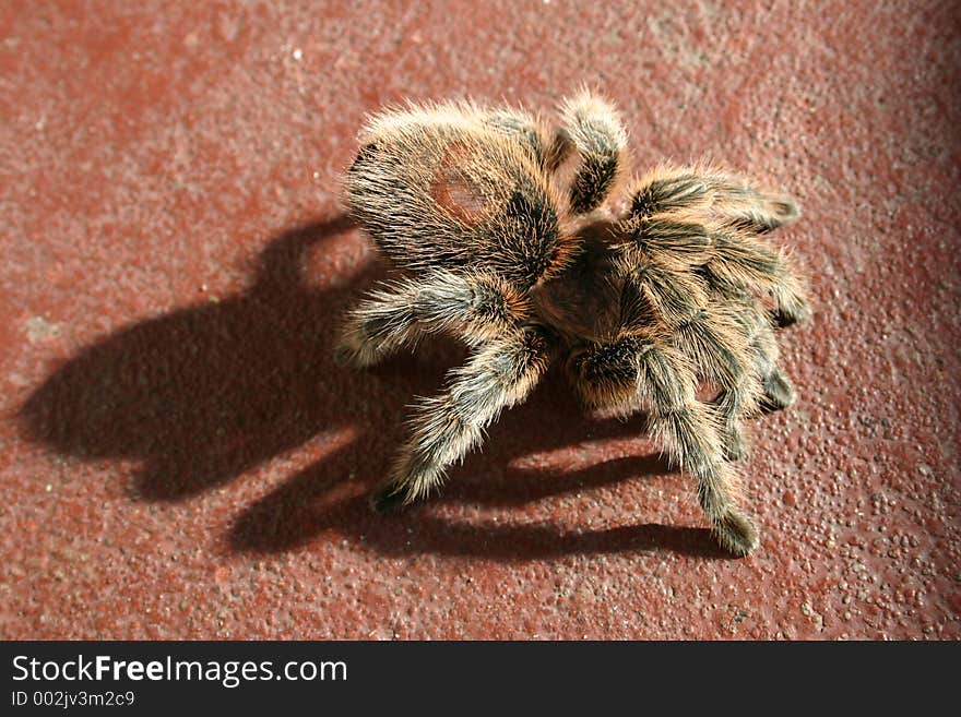 Rose Hair Tarantula on red brick colored background. Rose Hair Tarantula on red brick colored background