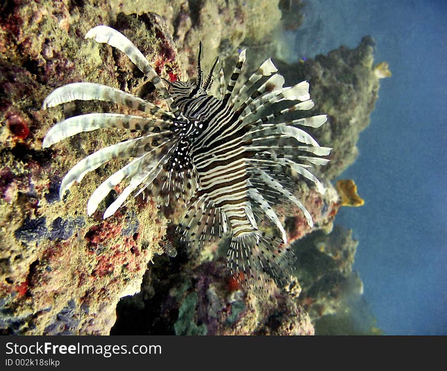 Exotic Lionfish