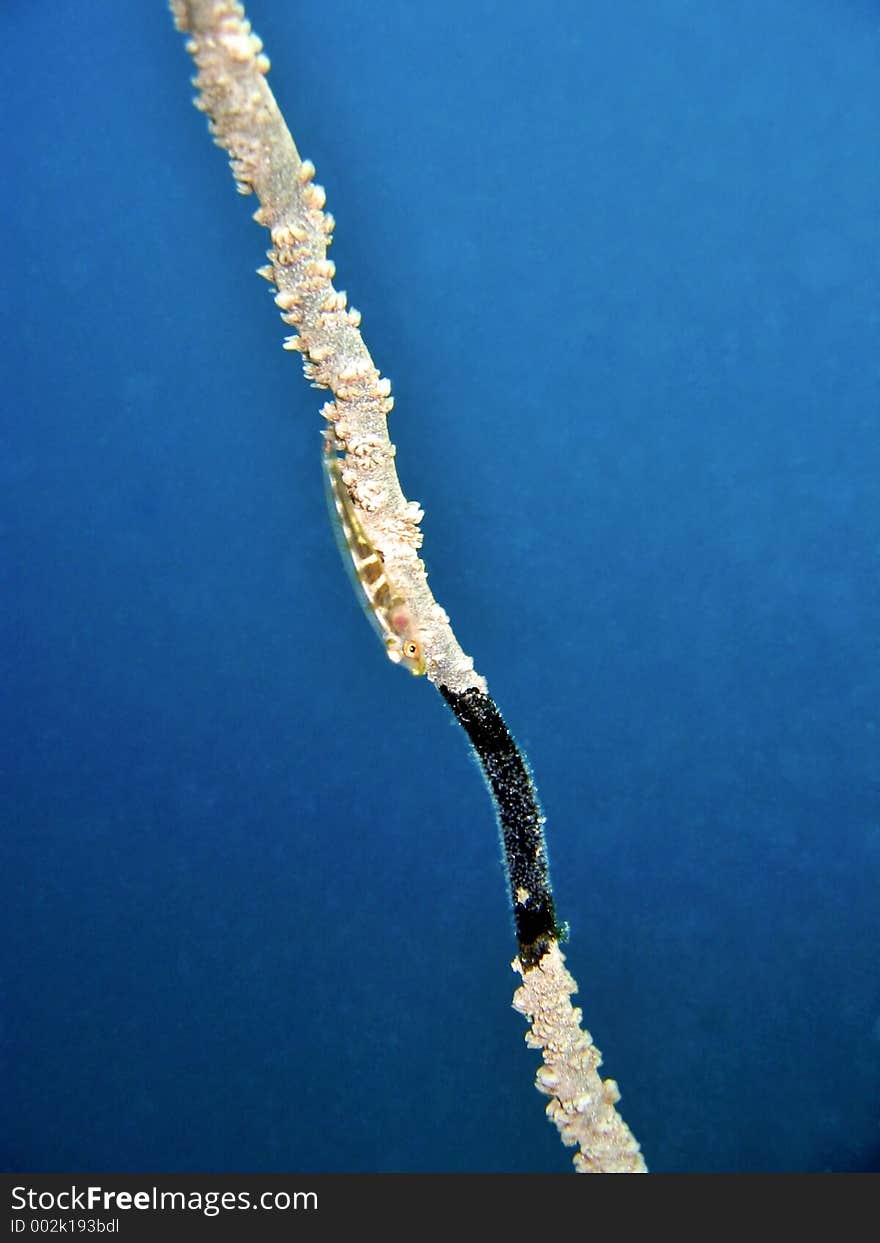 Transparent goby fish living on whip-coral. Transparent goby fish living on whip-coral