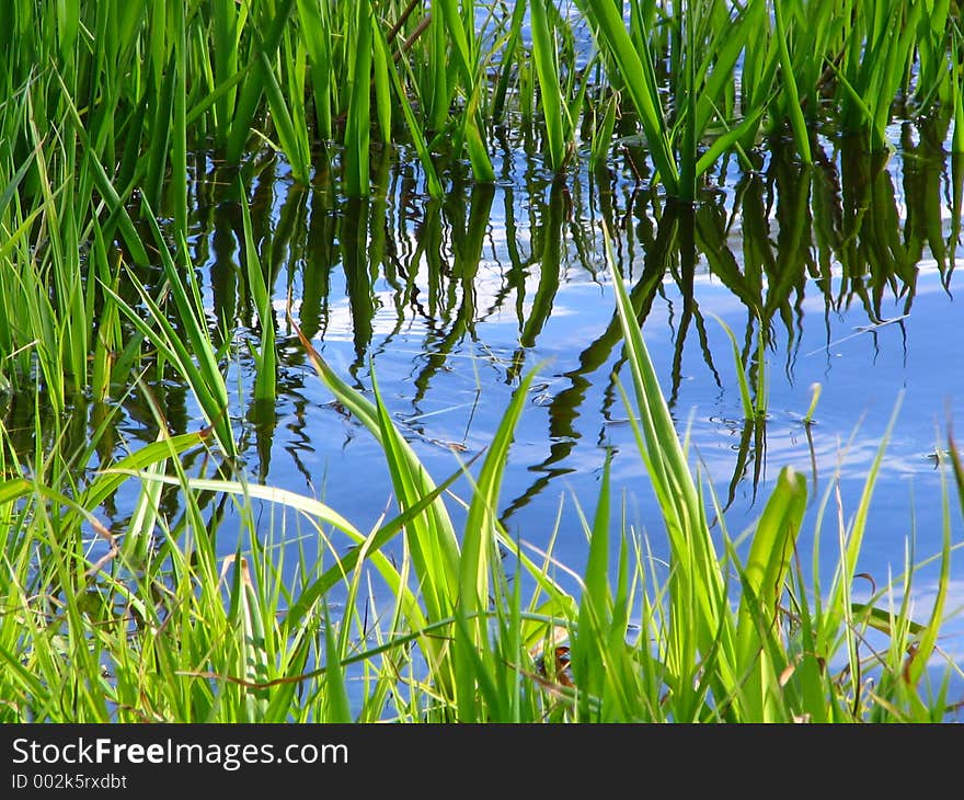 Grass growing in water. Natural background. Grass growing in water. Natural background