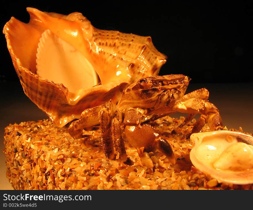 Decorative composition from sand, small crab and shells. Decorative composition from sand, small crab and shells