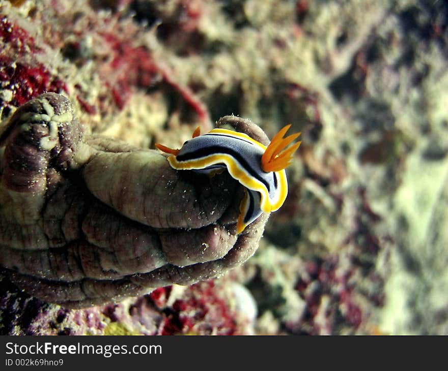 Chromodoris magnifica sleeping?. Chromodoris magnifica sleeping?