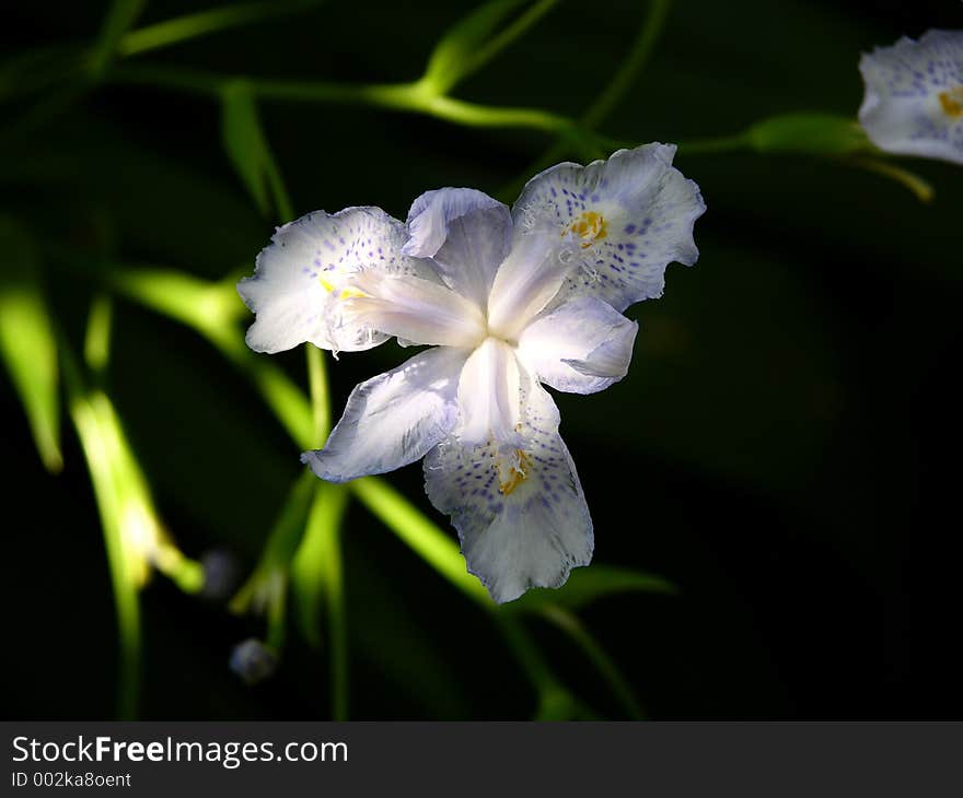 Spring Bloom