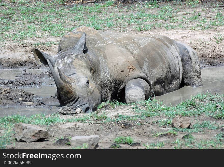 Rhino cooling off in mud pool, Africa. Rhino cooling off in mud pool, Africa.