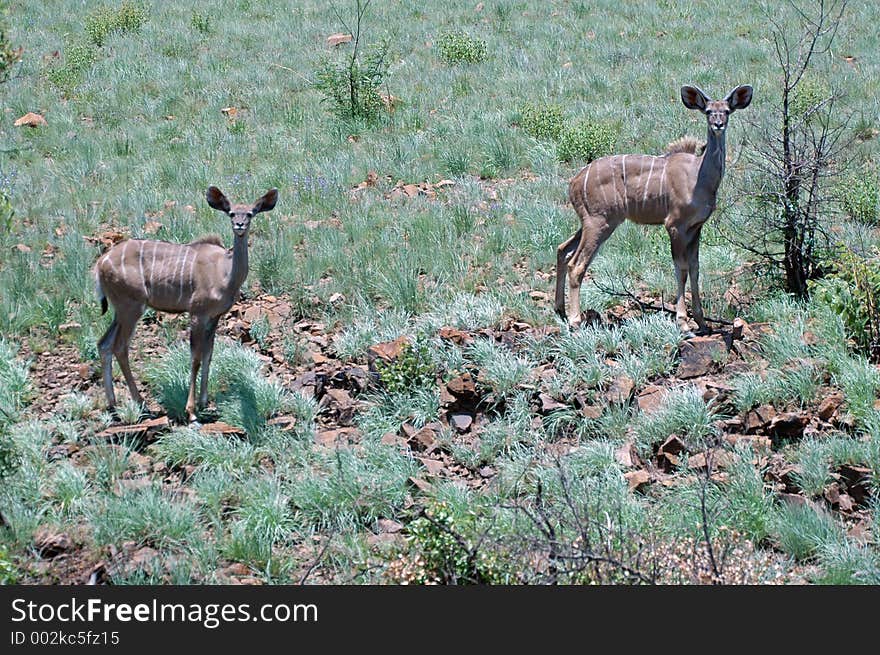 Large elegant antelope with white stripes on the flanks. Large elegant antelope with white stripes on the flanks.