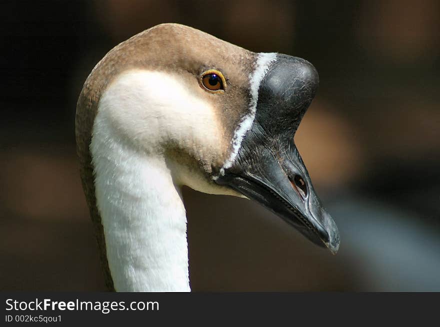 Knob Billed Duck.