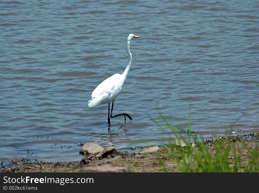 Great White Egret.