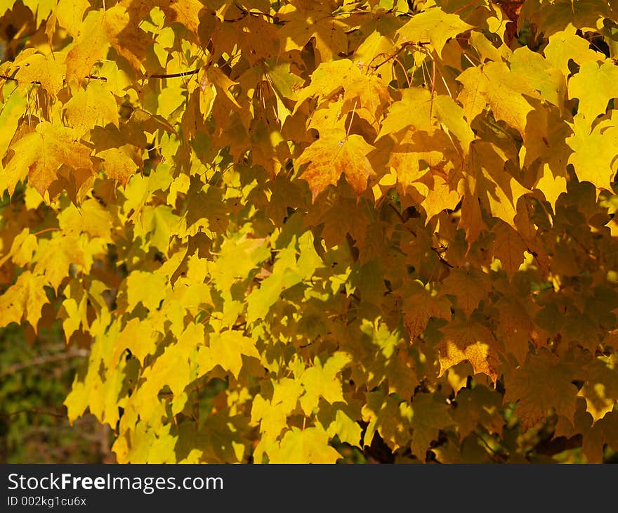 Yellow maple leaves. Yellow maple leaves