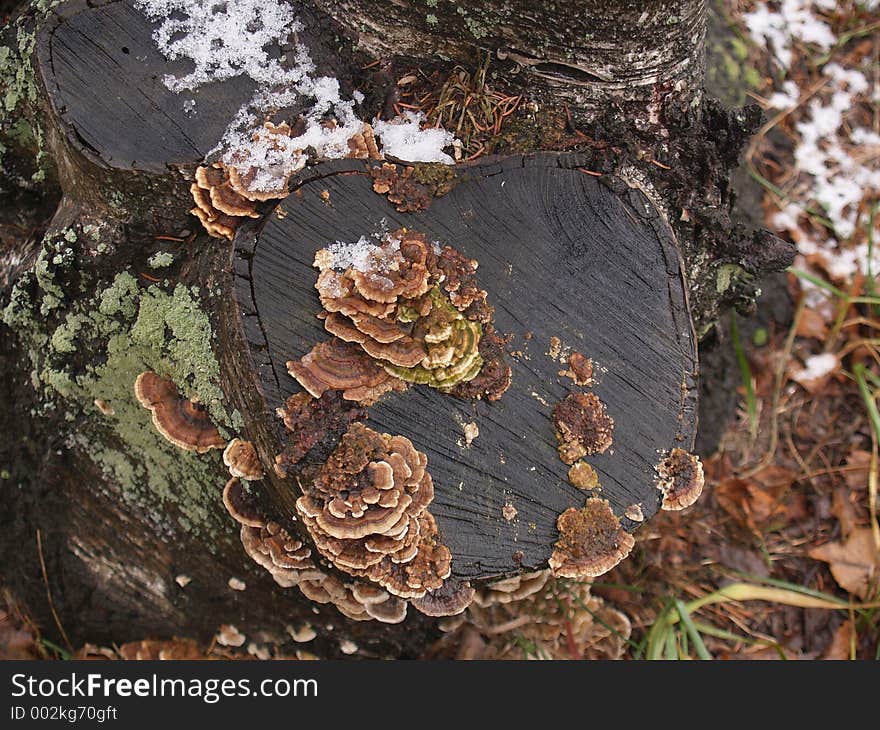 Tree stump