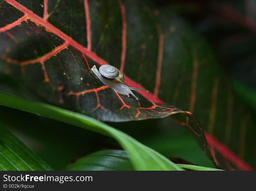 Snail on a leaf. Snail on a leaf