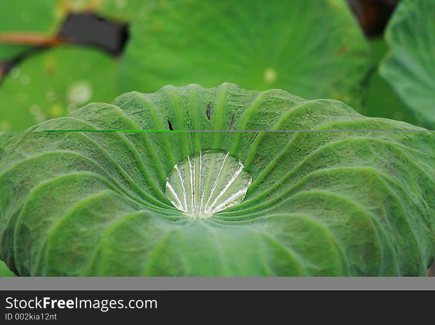 Macro of drop of water on a lotus leaf