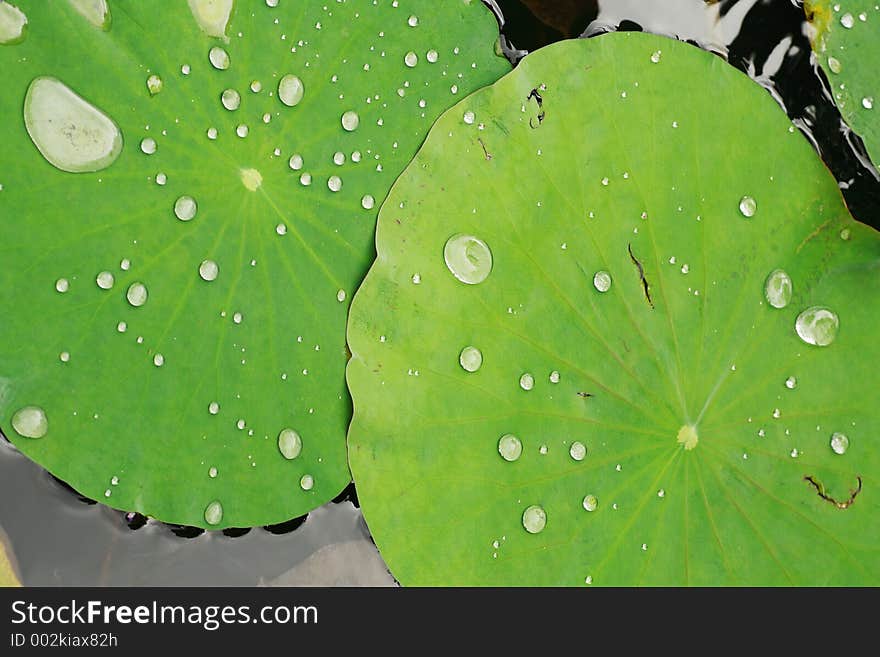 Macro of drop of water on a lotus leaf