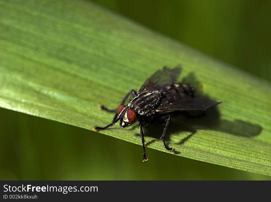 Fly on green leaf