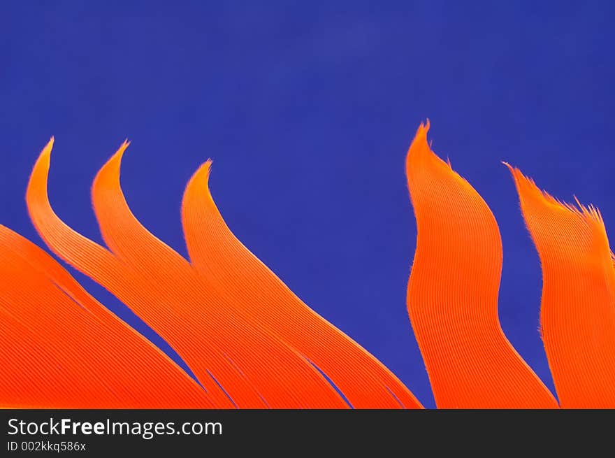 Orange Feather on a Blue Background