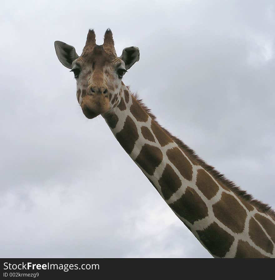 Curious Giraffe