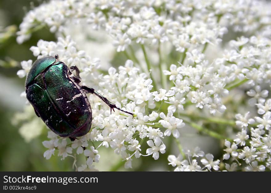 Rose chafer (Cetonia aurata) preparing to feed on flower.