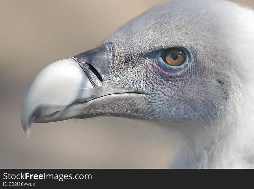 Vulture Closeup