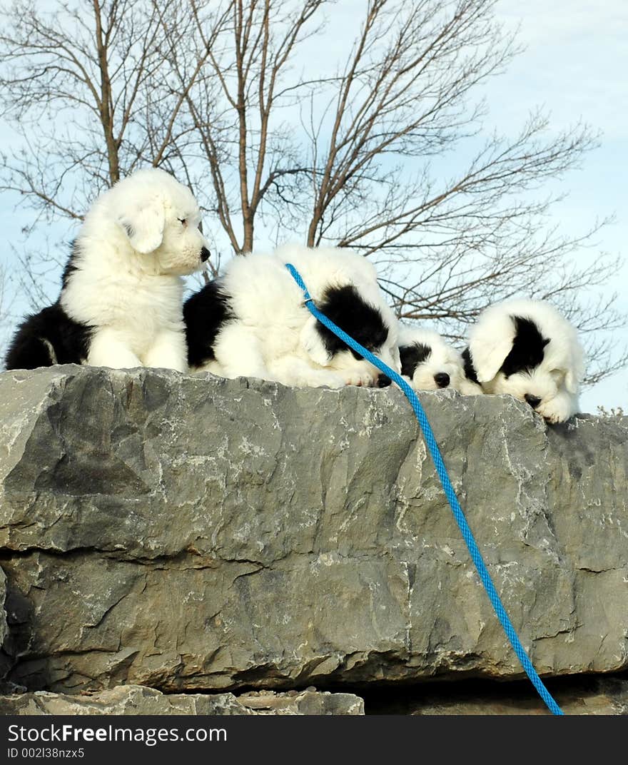 Puppies on wall with hanging blue leash. Puppies on wall with hanging blue leash.