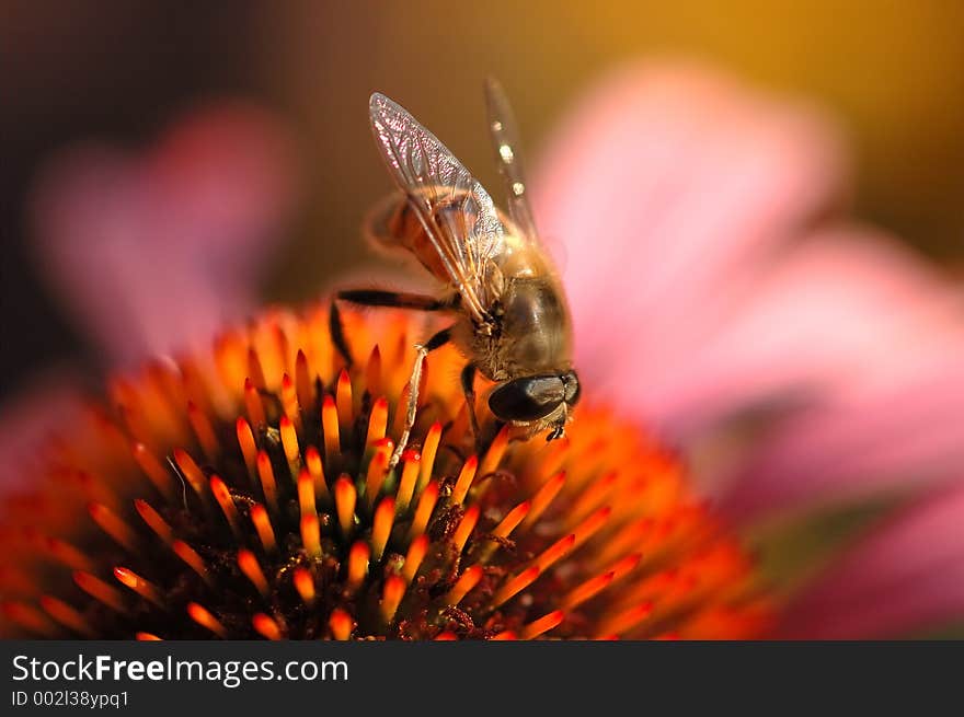 Bee On Flower