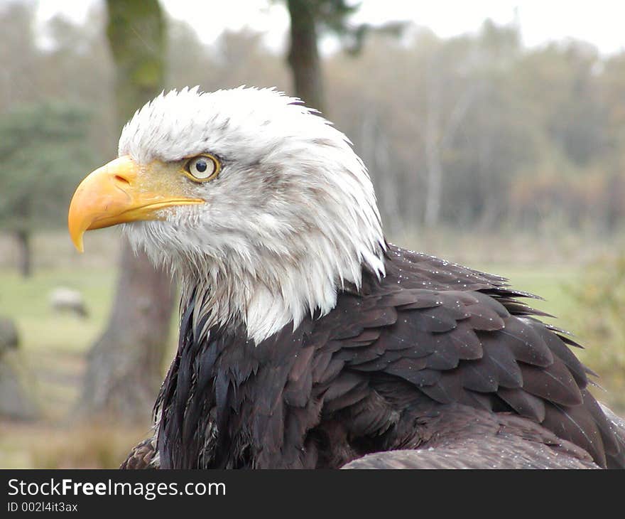 Bald Eagle