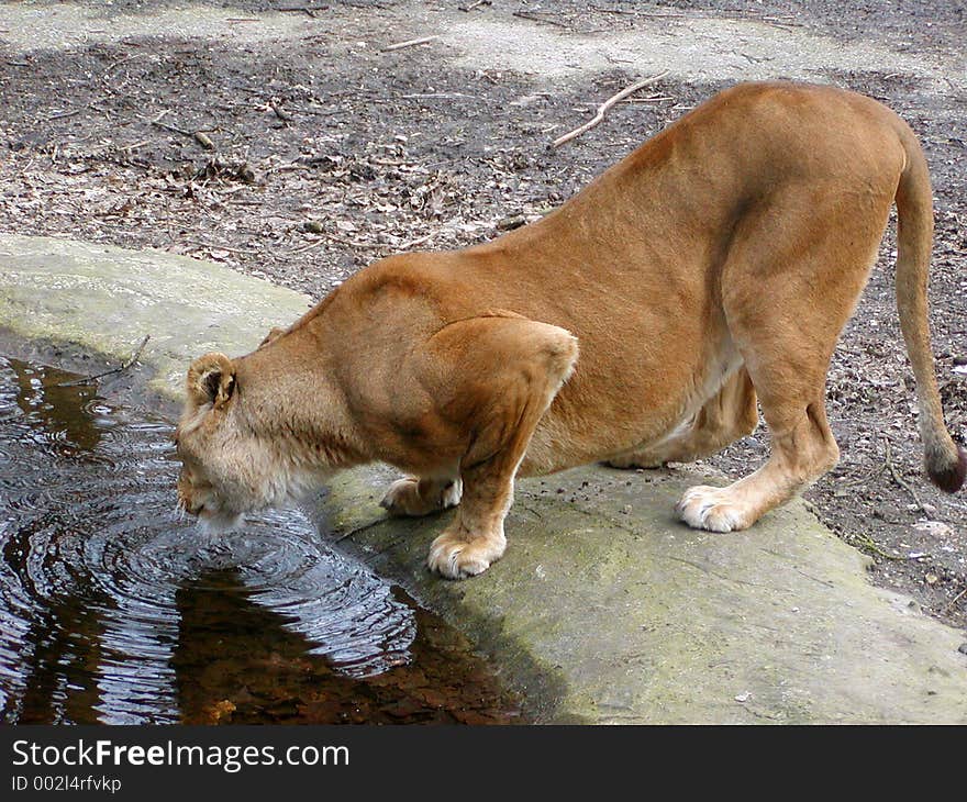 Lioness Drinking