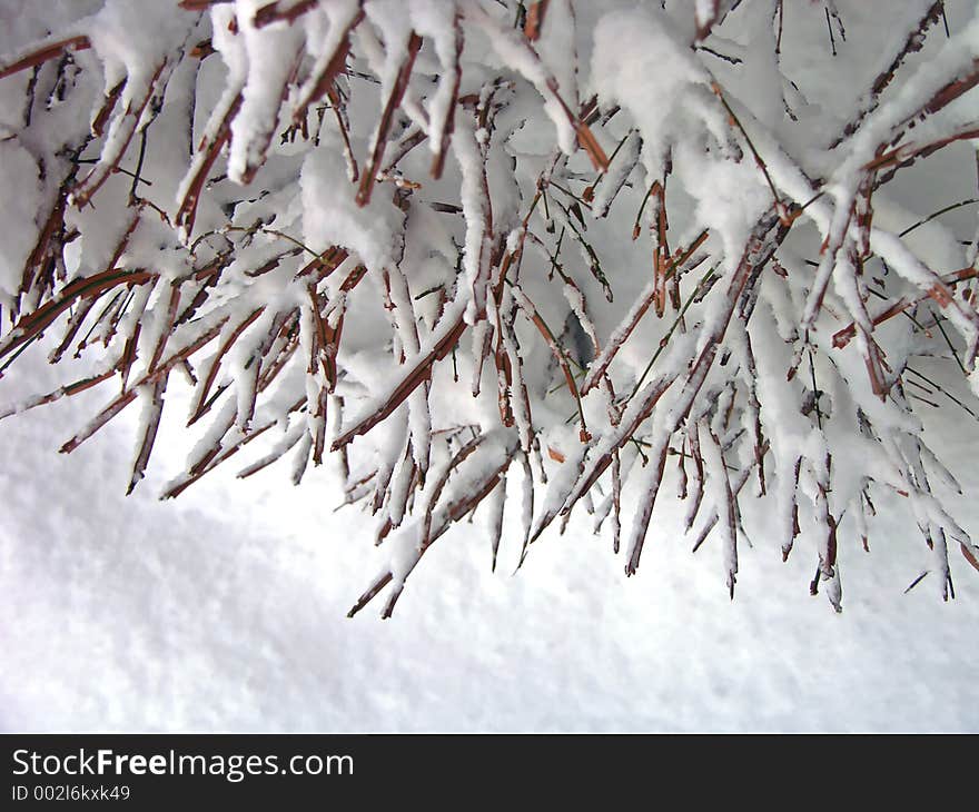 Winter Branches