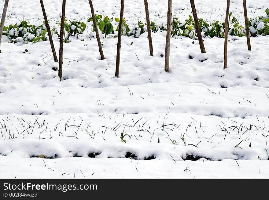 Snowcovered savoy cabbage and leeks in an allotment in the snow between bean supports. Snowcovered savoy cabbage and leeks in an allotment in the snow between bean supports