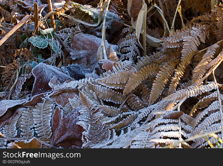 Frosted leaves background. Frosted leaves background