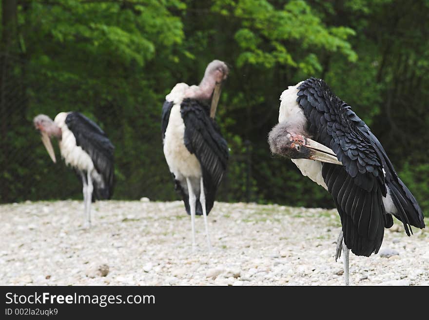 Marabus, Preening