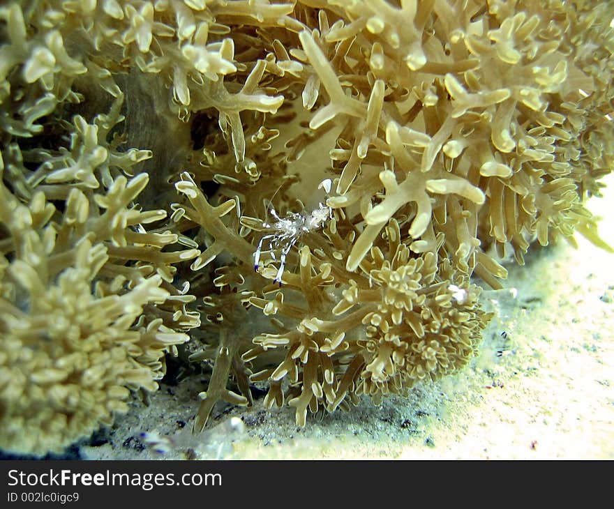 Cleaner shrimp in a cleaning station where various marine species come to this place to be cleaned by this shrimp