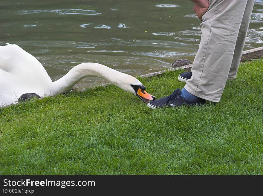 Dangerous Swan