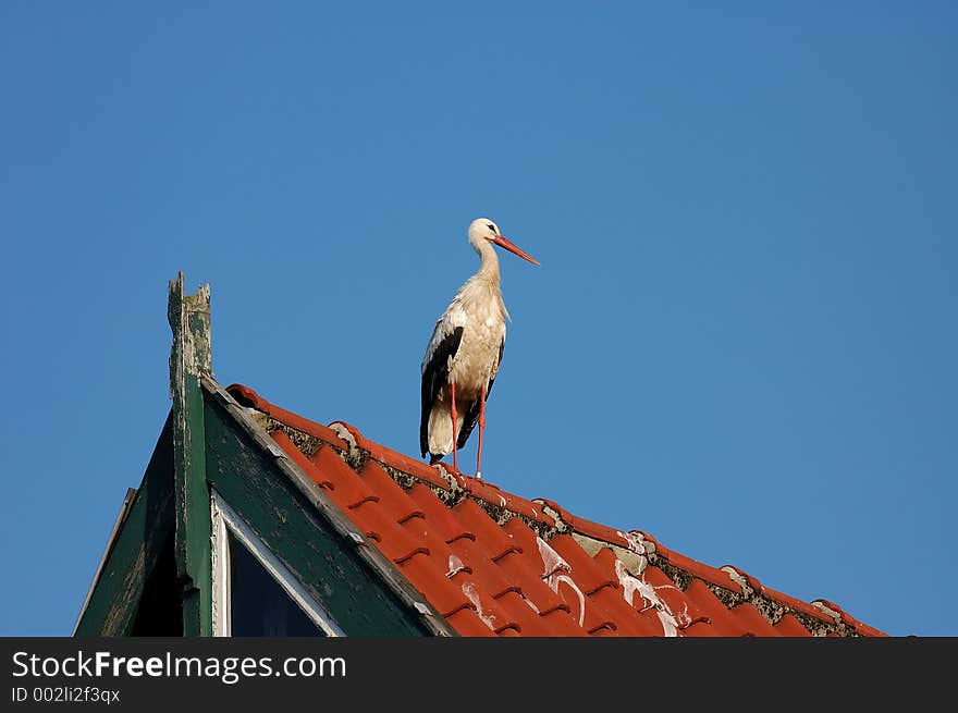 Stork on roof