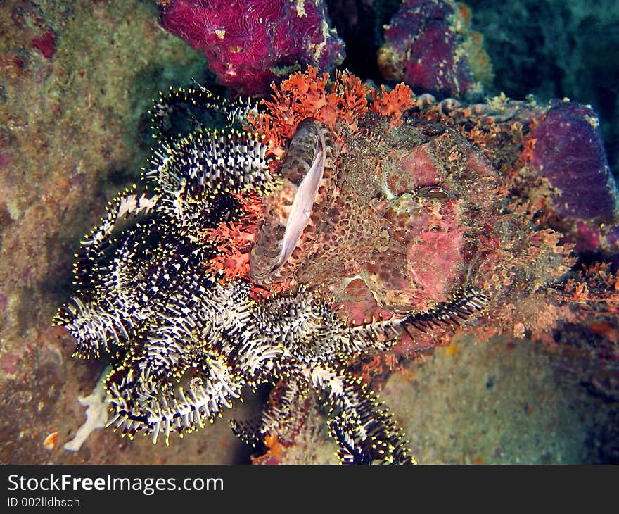 A feather-star crawled onto this scorpionfish face & it was irritating the fish very much!. A feather-star crawled onto this scorpionfish face & it was irritating the fish very much!