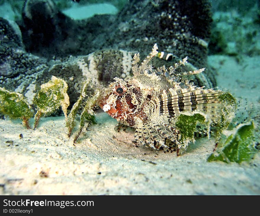 Dwarf Lionfish