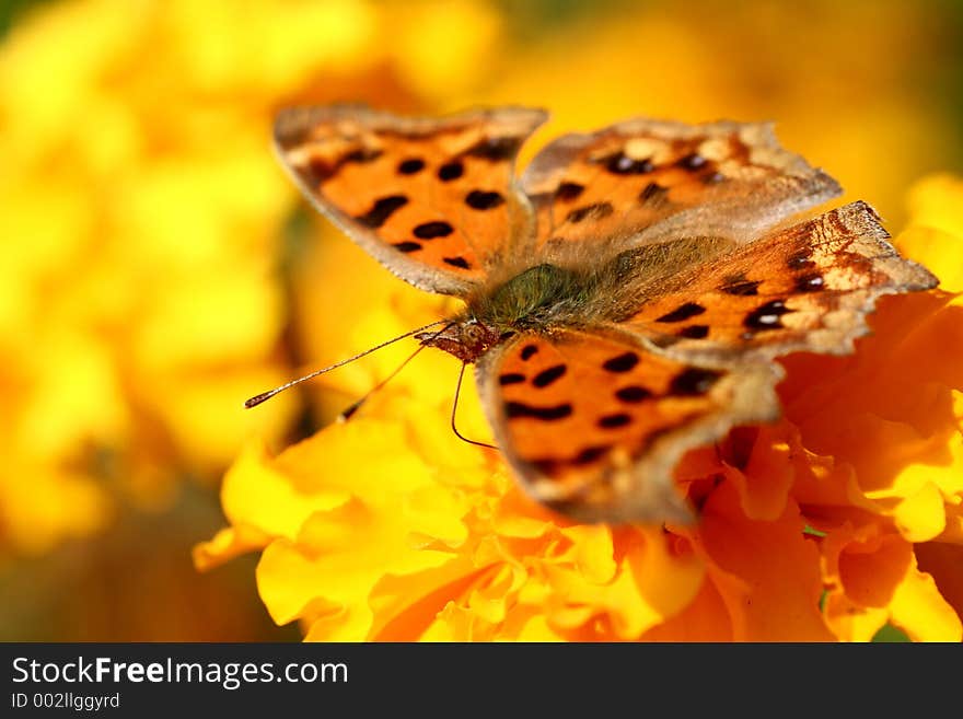 Golden butterfly resting on orange yellow flowers with wings spread.