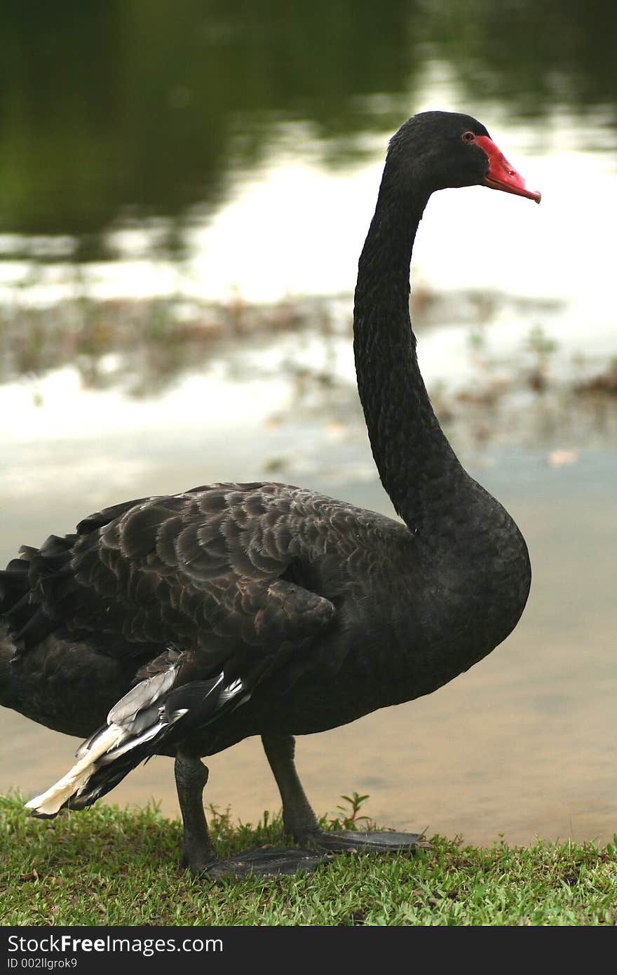 Black swan with long neck and red beak standing by the river