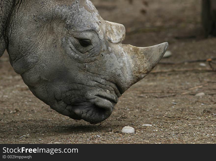 Rhino (diceros bicornis)