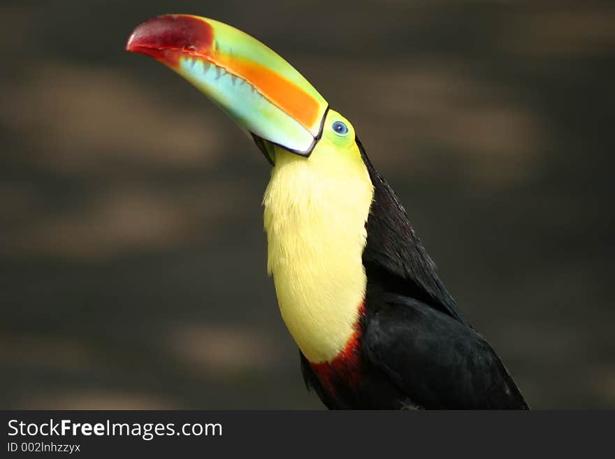 Toucan