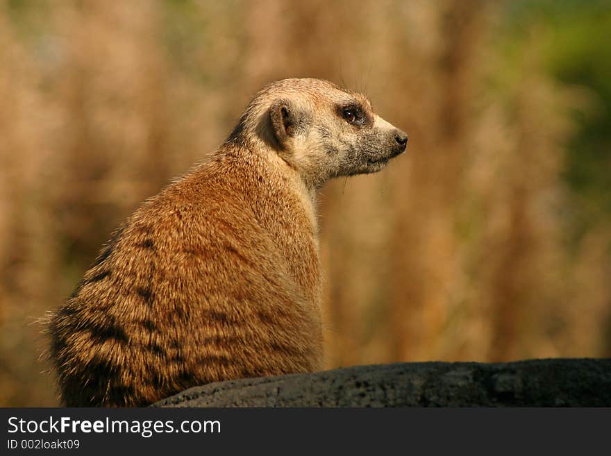 A meerkat stands sentry duty on a rock